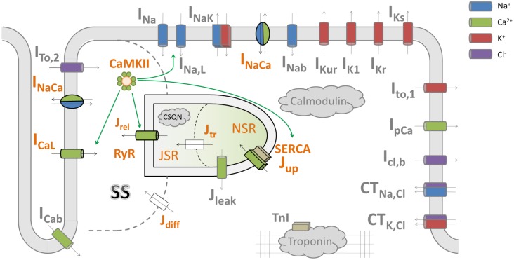 FIGURE 1