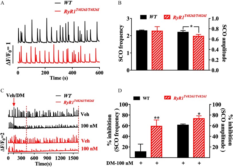 Figures 8A and 8C show representative traces of SCOs in cortical neuronal cultures from WT mice and mice with R yR1 super T4826I virgule T4826I mutation and representative SCO traces in the absence and presence of deltamethrin in WT and R yR1 super T4826I virgule T4826I neurons, respectively. Figure 8B is a bar graph plotting SCO frequency at 0, 1, 2, and 3 and SCO amplitude at 0.0, 0.2, 0.4, 0.6, 0.8, and 1.0 on left y-axis and right y-axis, respectively, across deltamethrin at 100 nanomolars (x-axis) for WT and R yR1 super T4826I virgule T4826I neurons, representing data as standard error of mean. Figure 8D is a bar graph plotting SCO frequency at inhibition of 20, 40, 60, 80, and 100 percentage and SCO amplitude at inhibition of 20, 40, 60, 80, and 100 percentage on left-axis and y-axis, respectively, across deltamethrin at 100 nanomolars (x-axis) for WT and R yR1 super T4826I virgule T4826I neurons, representing data as standard error of mean.