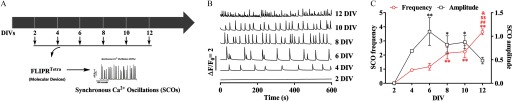 Figure 1A is a schematic diagram showing the measurement of Synchronous Ca2+ Oscillations development changes. Figure 1B is a graph plotting primary cortical neuronal network at 2, 4, 6, 8, 10, and 12 DIVs (right y-axis) across time at 0, 200, 400, and 600 seconds (x-axis). Figure 1C is a graph plotting SCO frequency at stages 0, 1, 2, 3, 4, and 5 (left y-axis) and SCO amplitude at stages 0.0, 0.5, 1.0, and 1.5 (right y-axis) across DIVs 2, 4, 6, 8, 10, and 12 (x-axis).