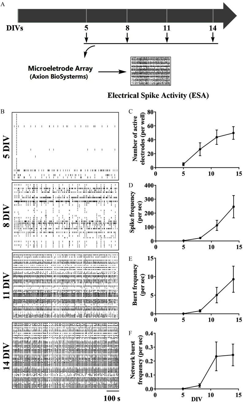 Figure 2A is a graphical paradigm showing measurement of Electrical Spike Activity development changes. Figure 2B shows four representative raster plots plotting DIVs 5, 8, 11, and 14 (y-axis), across time 100 seconds (x-axis). Figure 2C, 2D, 2E, and 2F are graphs plotting Number of active electrodes per well (ranging between 0 and 80); spike frequency per second (ranging between 0 and 400); burst frequency per second (ranging between 0 and 50; and network burst frequency per second (ranging between 0.0 and 0.4) (y-axis), respectively, across DIVs (ranging between 0 and 15) (x-axis), representing data as standard error of mean.