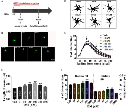 Figure 6A is a graphical paradigm showing subchronic exposure of deltamethrin. Figure 6B are representative images of neurons with V e h exposure and deltamethrin exposure. Figure 6C is a bar graph plotting length of axon at 100, 150, 200, and 20 micrometers (y-axis) across Veh deltamethrin exposure at 3, 10, 30, 100, 300, and 1000 nanomolars (x-axis). Figure 6D are representative images of neuronal morphology with immunostains of MAP-2B at 7 DIV. Figure 6E is a graph plotting number of intersections at 0, 2, 4, 6, 8, and 10 (y-axis) across radius from soma 10, 25, 40, 55, 70, 85, and 100 pixels (x-axis), representing data as standard error of mean. Figure 6F are two graphs plotting number of intersections for radius 30 and radius 60 on left y-axis and right y-axis, respectively, across V e h deltamethrin exposure at 10, 30, 100, 300, and 1000 nanomolars (x-axis), representing data as standard error of mean.