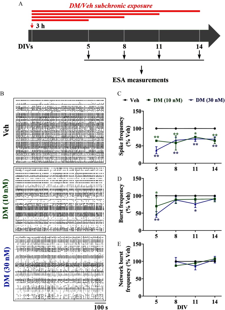 Figure 5A is a graphical paradigm showing subchronic deltamethrin exposure for Electrical Spike Activity measurement. Figure 5B shows three representative raster plots plotting DIVs 5, 8, 11, and 14 (y-axis), across time 100 seconds (x-axis). Figure 5C, 5D, and 5E are graphs plotting spike frequency, burst frequency, and network burst frequency with exposure to V e h at 0, 50, 100, and 150 percentage (y-axis), respectively, across DIVs of 5, 8, 11, and 14) (x-axis), representing data as standard error of mean.