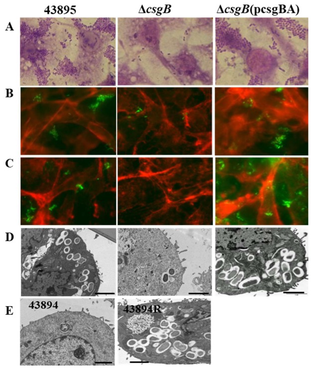 Figure 6