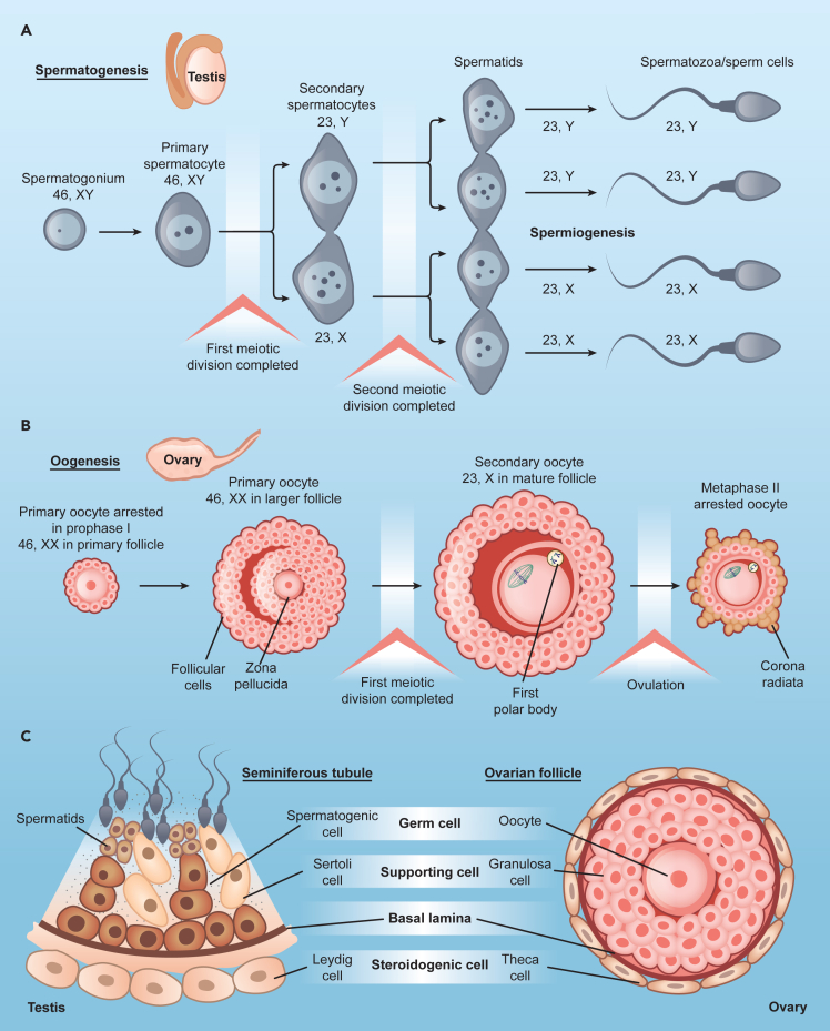 Figure 2