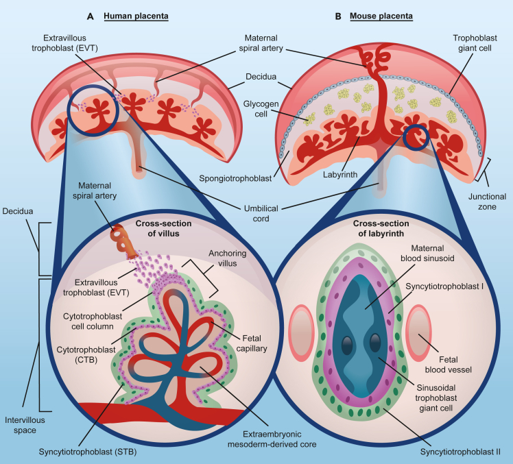 Figure 3