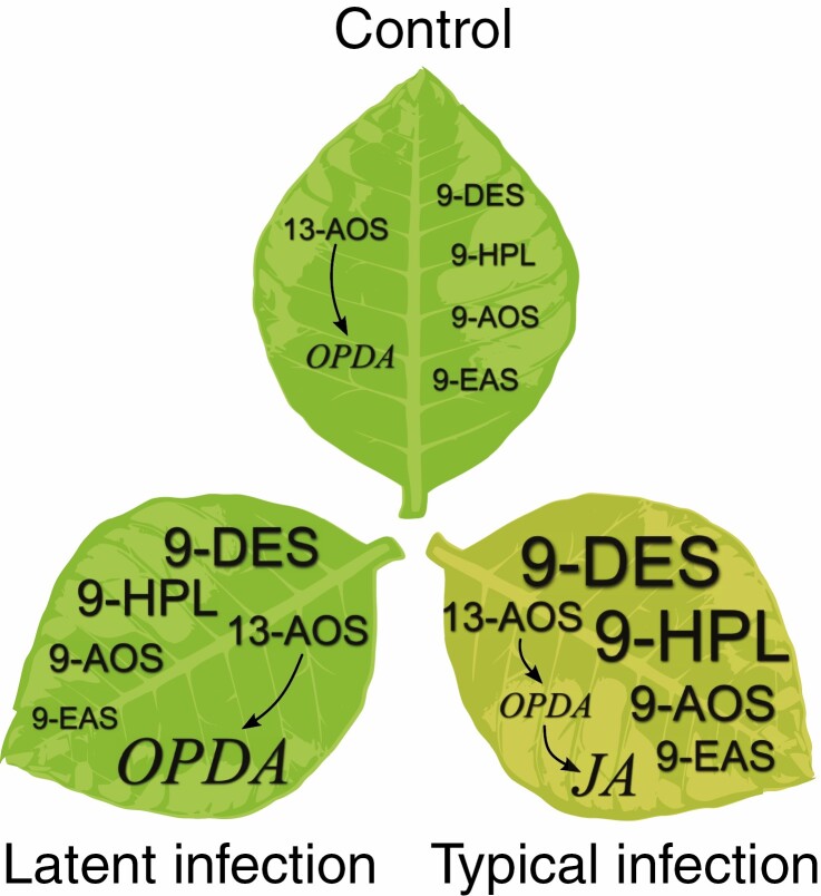 Fig. 10.