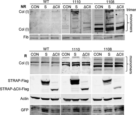 Fig 10