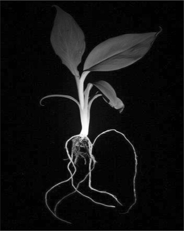Fig. 3