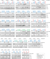 Figure 2. Human CHEK2 variants and their effect on CHK2 expression and kinase activity toward Kap1 p.S473. Western blot analysis of the indicated proteins from Chek2KO mES cells expressing wild-type (WT; black) human untagged CHK2, empty vector (Ev; gray), or the indicated untagged CHK2 variants in untreated conditions (no IR) or at 2 or 6 hours after IR exposure (10 Gy). WT and Ev served as controls on each blot and variants are categorized by color as either synonymous (green), truncating (red), and missense VUS (blue). Tubulin was used as a loading control. Dashed lines represent a marking of different set of samples on the same blot, whereas continuous lines are used to mark different sets of samples from distinct and separately exposed blots.