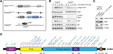 Figure 1. Generation of a cDNA-based complementation system for the functional analysis of human CHEK2 variants. A, Schematic representation of the mES cell– and cDNA-based complementation system for functional analysis. The DR-GFP reporter and RMCE have been stably integrated at the Pim1 and Rosa26 loci, respectively. Endogenous mouse Chek2 was targeted with CRISPR/Cas9 using a gRNA against exon 3. B, Western blot analysis of the indicated proteins from unirradiated and IR-exposed (10 Gy) Chek2WT and Chek2KO mES cells. Tubulin was used as a loading control. C, Western blot analysis of the indicated proteins from IR-exposed (10 Gy) Chek2WT, Chek2KO, and Chek2KO mES cells complemented with human CHEK2 cDNA. Tubulin was used as a loading control. D, Schematic representation of the CHK2 protein, with variant positions indicated and categorized as either synonymous (green), truncating (red), and missense VUS (blue). The amino acid numbers are shown to demarcate CHK2's evolutionarily conserved functional domains. (T) refers to the T-loop or activation segment.