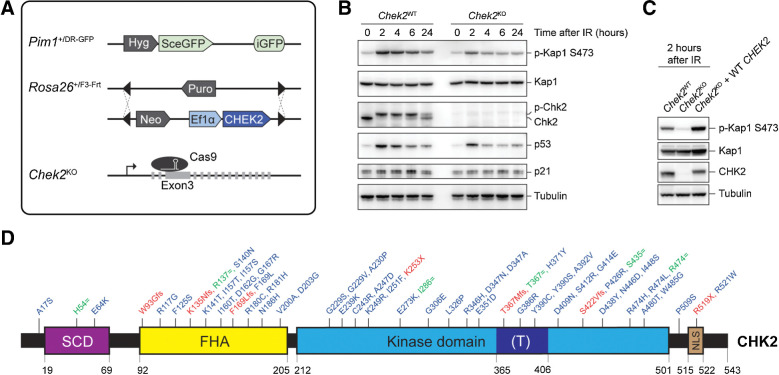 Figure 1. Generation of a cDNA-based complementation system for the functional analysis of human CHEK2 variants. A, Schematic representation of the mES cell– and cDNA-based complementation system for functional analysis. The DR-GFP reporter and RMCE have been stably integrated at the Pim1 and Rosa26 loci, respectively. Endogenous mouse Chek2 was targeted with CRISPR/Cas9 using a gRNA against exon 3. B, Western blot analysis of the indicated proteins from unirradiated and IR-exposed (10 Gy) Chek2WT and Chek2KO mES cells. Tubulin was used as a loading control. C, Western blot analysis of the indicated proteins from IR-exposed (10 Gy) Chek2WT, Chek2KO, and Chek2KO mES cells complemented with human CHEK2 cDNA. Tubulin was used as a loading control. D, Schematic representation of the CHK2 protein, with variant positions indicated and categorized as either synonymous (green), truncating (red), and missense VUS (blue). The amino acid numbers are shown to demarcate CHK2's evolutionarily conserved functional domains. (T) refers to the T-loop or activation segment.