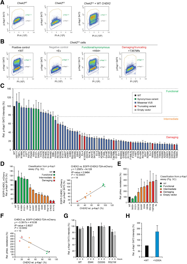 Figure 3. Human CHEK2 variants and their effect on CHK2's kinase activity toward Kap1 p.S473. A, Quantitative FACS-based analysis of Kap1 p.S473 phosphorylation in Chek2WT, Chek2KO, and Chek2KO mES cells complemented with human untagged CHEK2 cDNA at 2 hours after IR exposure (10 Gy). B, Quantitative FACS-based analysis of Kap1 p.S473 phosphorylation in Chek2KO mES cells complemented with the indicated untagged constructs at 2 hours after IR exposure (10 Gy). C, Quantification of FACS measurements of Kap1 p.S473 phosphorylation in Chek2KO mES cells expressing wild-type (WT; black) human untagged CHK2, empty vector (Ev; gray), or the indicated untagged CHK2 variants (green, red, and blue) at 2 hours after IR exposure (10 Gy). Data represent mean percentages ± SEM of the average phospho-Kap1 p.S473 intensity observed in the “p-Kap1 +” gate as shown in B from two independent experiments. Data are relative to WT, which was set to 100%. Ev1–4 refer to four independent Ev controls that were included. Dashed lines indicate functional thresholds based on the synonymous or truncating variant with the lowest or highest Kap1 p.S473 phosphorylation level, respectively. The asterisk marks p.R519X, which acted as a hypomorphic variant and was therefore not used for thresholding. D, Quantification of FACS measurements (left) of Kap1 p.S473 phosphorylation in Chek2KO mES cells complemented with EGFP-CHEK2-T2A-mCherry, with or without a CHEK2 variant, at 2 hours after IR exposure (10 Gy). Data represent mean percentages ± SEM of the average phospho-Kap1 p.S473 intensity observed after gating for mCherry-positive cells from two independent experiments. Data are relative to WT, which was set to 100%. Scatter plot (right) shows the correlation between phospho-Kap1 p.S473 intensities measured in Chek2KO mES cells expressing untagged CHEK2 or EGFP-tagged CHEK2 (from stably integrated EGFP-CHEK2-T2A-mCherry). Conditions are colored as indicated on the basis of functional classification using untagged CHEK2 cDNA as shown in C. E, Phleomycin sensitivity assay using Chek2KO mES cells complemented with the indicated untagged CHK2 constructs or empty vector. Cells were exposed to 2.5 μmol/L of phleomycin for 2 days. Cell viability was measured after one additional day of incubation in drug-free medium using FACS (using only forward and sideways scatter). Data represent the mean percentage ± SEM of viability relative to untreated cells from three independent experiments. F, Scatter plot showing the correlation between phospho-Kap1 p.S473 intensities and the relative resistance to 2.5 μmol/L phleomycin as measured in E in Chek2KO mES cells expressing untagged CHK2 variants. G, Quantification of FACS measurements of Kap1 p.S473 phosphorylation in Chek2KO mES cells expressing wild-type untagged CHEK2 or three selected variants at the indicated times after 10 Gy of IR. For each condition, data are plotted relative to the 2 hours time point, which was set to 100%. H, Quantification of FACS measurements of Kap1 p.S473 phosphorylation in Chek2KO mES cells expressing WT (black) untagged CHK2, or untagged CHK2 carrying the p.V200A variant (blue) at 2 hours after IR exposure (10 Gy). Data from two independent experiments are represented as in C.