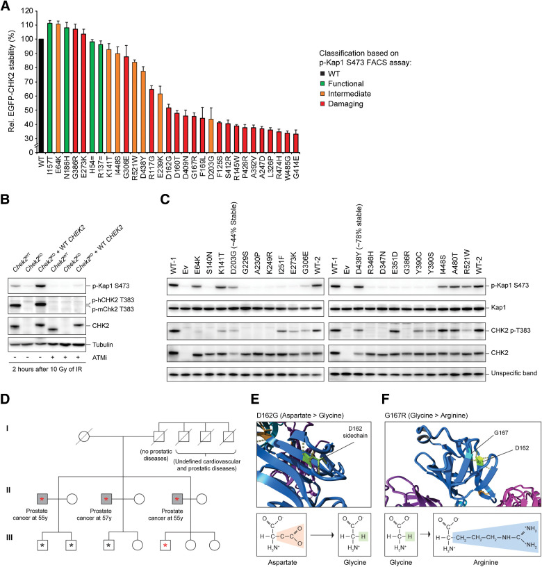 Figure 5. Analysis of pathogenic mechanisms of CHEK2 VUS and the association of two VUS with prostate cancer. A, Quantification of FACS measurements of the average EGFP intensity in Chek2KO mES cells complemented with EGFP-CHEK2-T2A-mCherry, with or without the indicated CHEK2 variants. EGFP intensities were measured in mCherry-positive gated cells. Data represent mean percentages ± SEM for three independent measurements and are relative to WT that was set at 100%. B, Western blot analysis of the indicated proteins from IR-exposed (10 Gy) Chek2WT, Chek2KO, and Chek2KO mES cells complemented with human CHEK2 cDNA that were left untreated or treated with ATM inhibitor (ATMi). Tubulin was used as a loading control. C, Western blot analysis of the indicated proteins from IR-exposed (10 Gy) Chek2KO mES cells complemented with human CHEK2 cDNA without or with a CHEK2 variant that displayed intermediate or damaging effects in Fig. 3C. An unspecific band produced by the anti-CHK2 antibody was used as a loading control. D, Pedigree of the family with the CHEK2 c.485A>G/p.D162G variant. Three male siblings carrying CHEK2 c.485A>G/p.D162G developed prostate cancer in their 50s (gray squares). Circles, females; squares, males. The asterisks indicate family members whose blood cell DNA was subjected to exome sequencing. The red asterisks indicate members carrying the CHEK2 c.485A>G/p.D162G variant. E and F, Partial structures (top) of the CHK2 FHA domain showing the effect of two CHK2 variants exhibiting protein instability as shown in A. Formulas and changes for the indicated amino acids are shown (bottom).