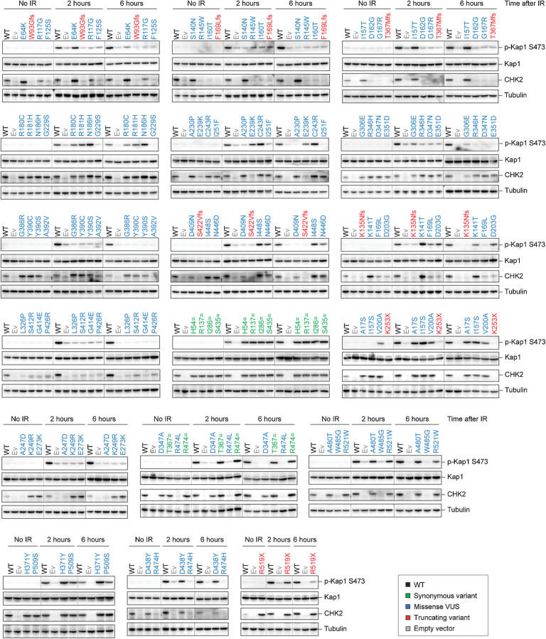 Figure 2. Human CHEK2 variants and their effect on CHK2 expression and kinase activity toward Kap1 p.S473. Western blot analysis of the indicated proteins from Chek2KO mES cells expressing wild-type (WT; black) human untagged CHK2, empty vector (Ev; gray), or the indicated untagged CHK2 variants in untreated conditions (no IR) or at 2 or 6 hours after IR exposure (10 Gy). WT and Ev served as controls on each blot and variants are categorized by color as either synonymous (green), truncating (red), and missense VUS (blue). Tubulin was used as a loading control. Dashed lines represent a marking of different set of samples on the same blot, whereas continuous lines are used to mark different sets of samples from distinct and separately exposed blots.