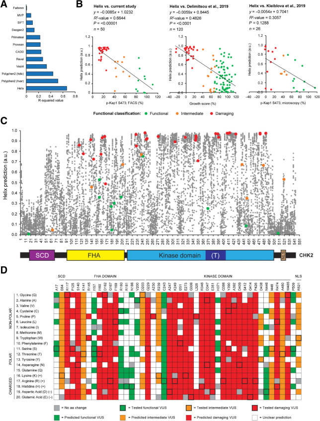 Figure 4. Correlation between computational predictions and functionality of CHEK2 variants. A, Bar plot showing the R2-correlation values between the FACS-based analysis of Kap1 p.S473 phosphorylation as shown in Fig. 3C and computational predictions from 12 different prediction algorithms. B, Scatter plot showing the correlation between Helix-based in silico predictions and results from functional assays presented in our study (Fig. 3C), or those from Delimitsou and colleagues 2019 (34) and Kleiblova and colleagues 2019 (35). Data points are colored on the basis of functional classification (green, functional; orange, intermediate; red, damaging). Helix provides predictions for pathogenicity ranging from 0–1, with values close to 1 representing pathogenic predictions. C, En masse prediction plot from Helix for all possible missense changes in human CHEK2. Schematic representation of the CHK2 protein and its functional domains demarcated by the amino acid numbers at the x-axis of the plot. D, Heatmap showing predictions from Helix combined with functional data for CHK2 amino acid changes that were analyzed in Fig. 3C (outlined in bold). Functional variants are indicated in green (with bold outline); amino acid changes with a similar (+0.05) or lower prediction from Helix are also indicated in green. Intermediate variants are indicated in orange (with bold outline); amino acid changes with a similar (−0.05) or higher prediction from Helix are also indicated in orange. Damaging variants are indicated in red (with bold outline); amino acid changes with a similar (−0.05) or higher prediction from Helix are also indicated in red. For each amino acid position, amino acid changes with a similar color code are expected to result in similar functional effects. Squares in gray and white represent changes into the original amino acid or variant changes for which predictions are unclear, respectively.