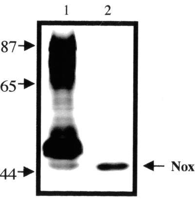 FIG. 1