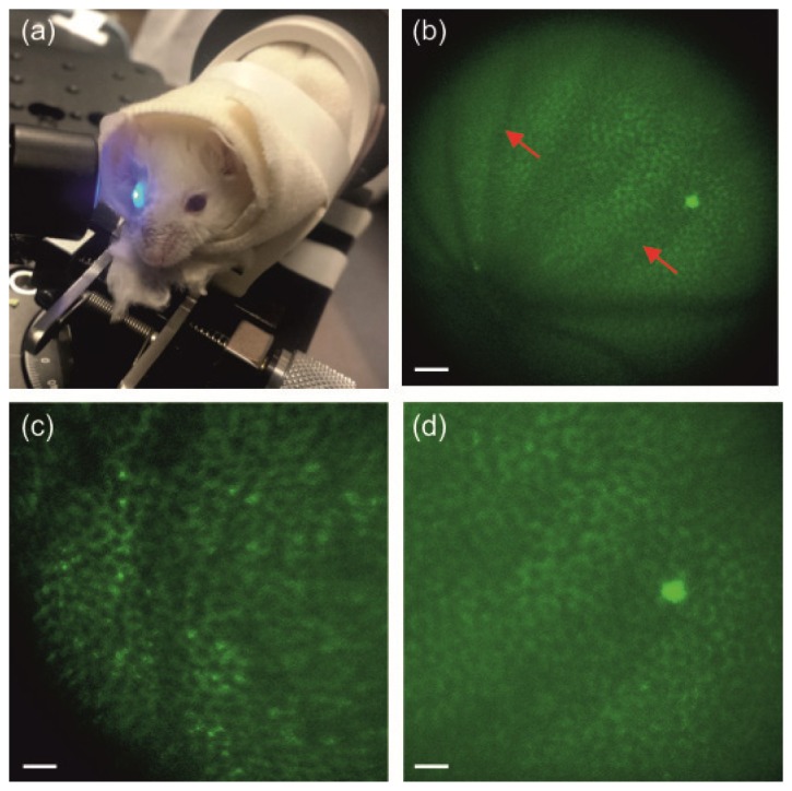 Fig. 3