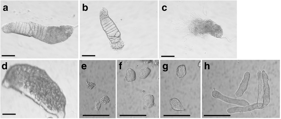 Fig. 11