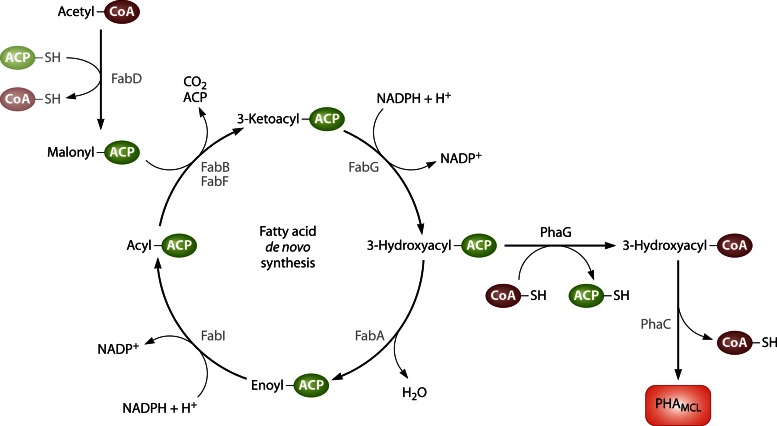 Fig 18