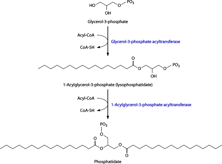 Fig 7