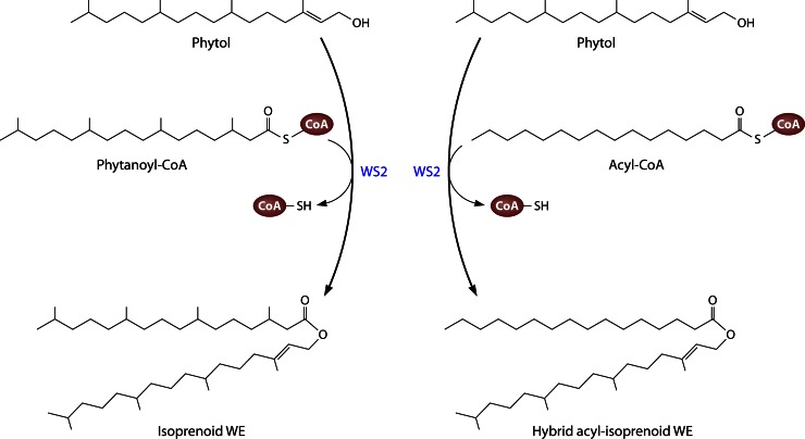 Fig 6