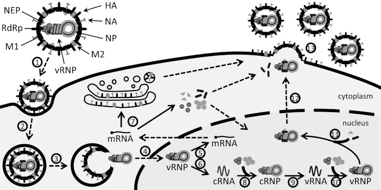 Fig 1