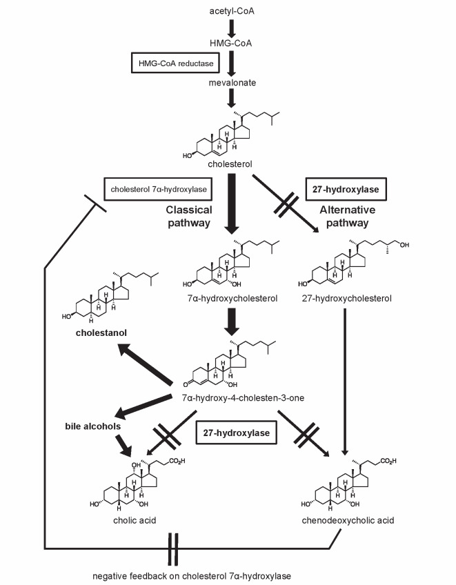 Fig.1. Impaired bile acid synthesis in cerebrotendinous xanthomatosis (CTX)