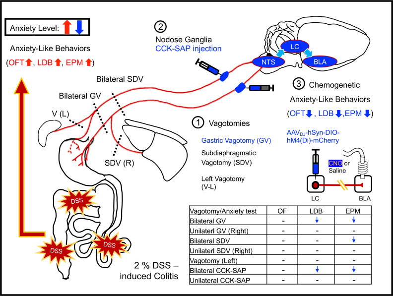 graphic file with name jciinsight-8-161874-g095.jpg