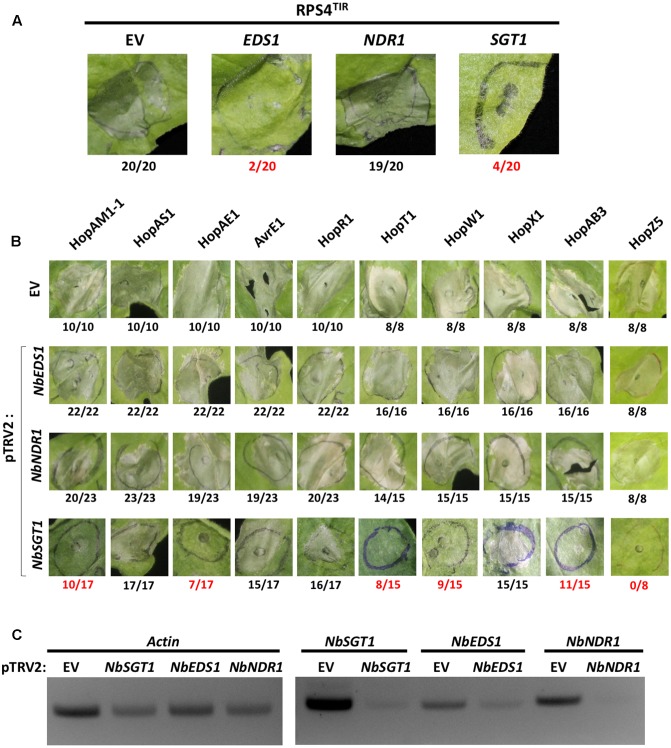 FIGURE 3