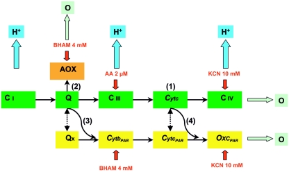 FIG. 1.