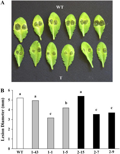 Figure 5.