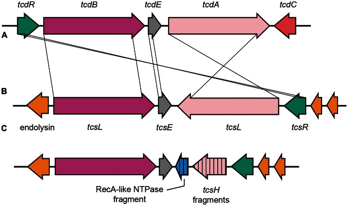 Fig. 8.—