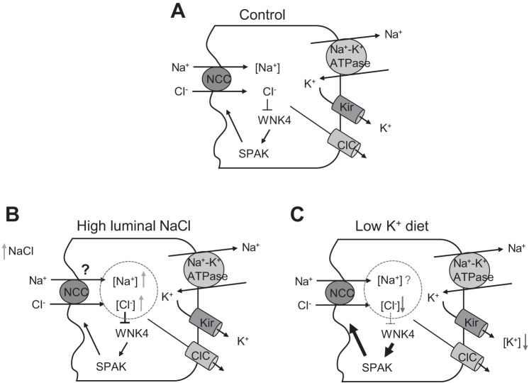 Fig. 8.