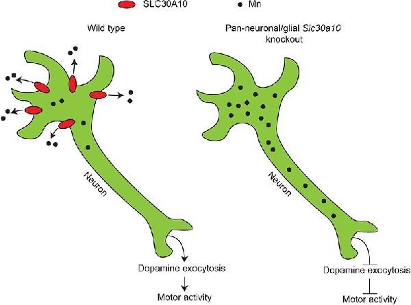 Graphical Abstract