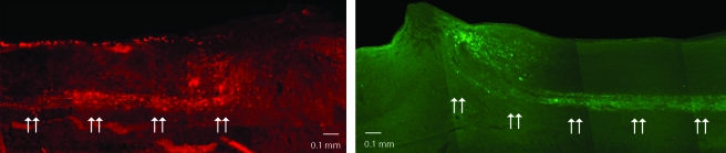 FIG. 7.