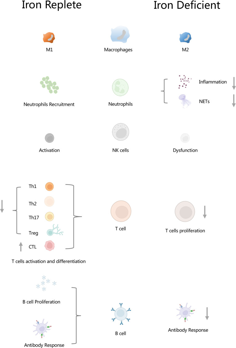 Graphical Abstract