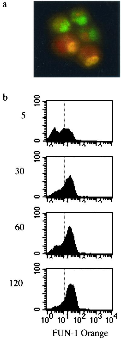 FIG. 3