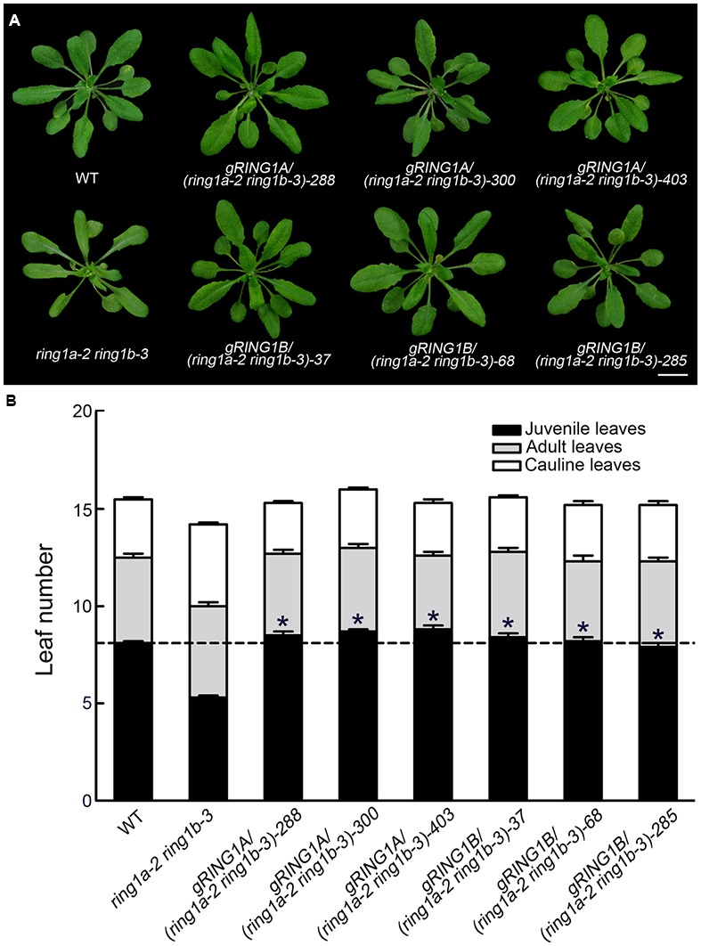 FIGURE 2