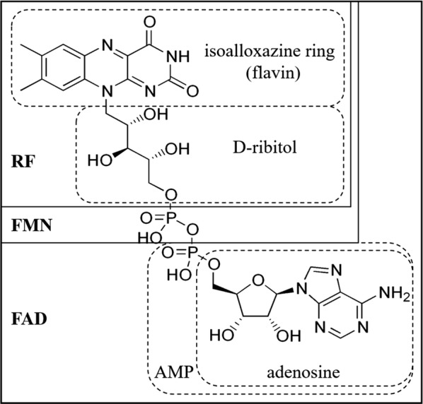 Fig. 1