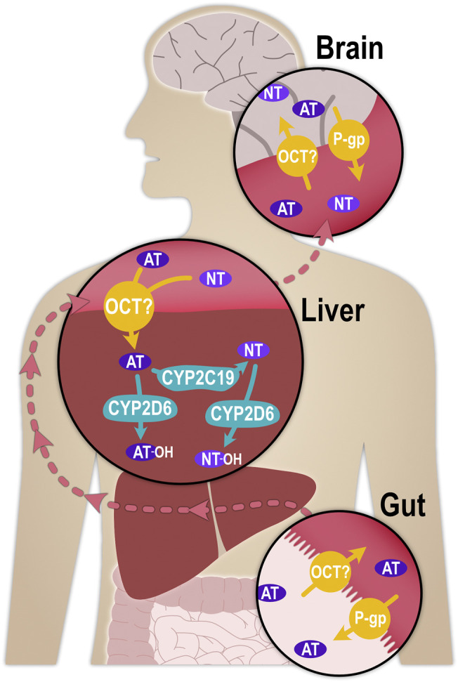 FIGURE 1