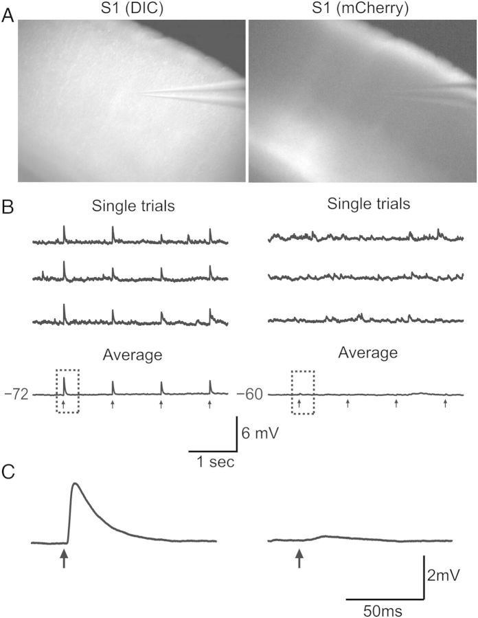 Figure 2.