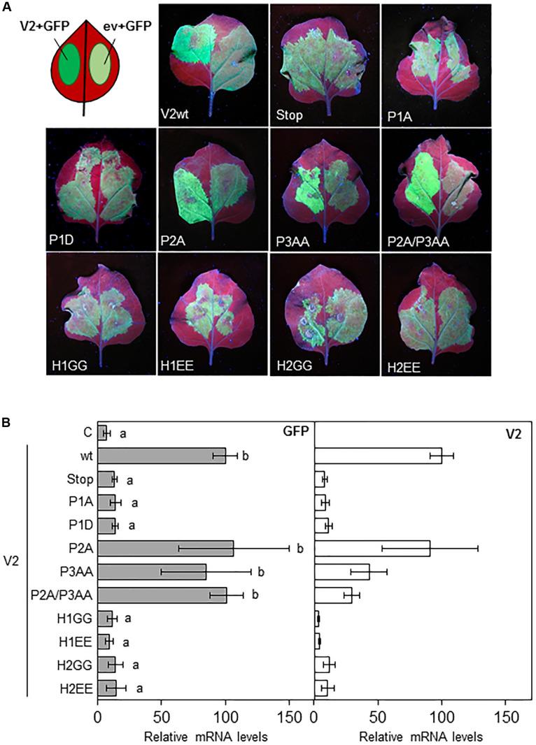 FIGURE 2