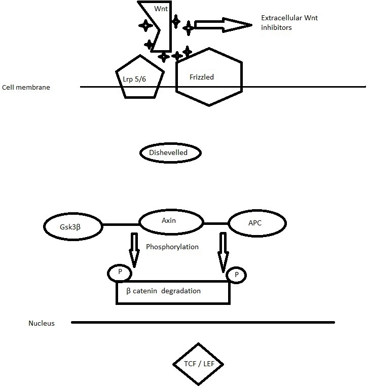 Figure 1. In the absence of appropriate Wnt ligands cytosolic β-catenin undergoes degradation by the proteasome.