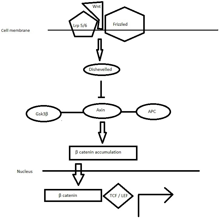 Figure 2. When a Wnt ligand binds to a transmembrane Frizzled receptor and its co-receptor LRP5 and LRP6, β-catenin travels to the nucleus, where it forms complexes with TCF/LEF and activates Wnt target gene expression.