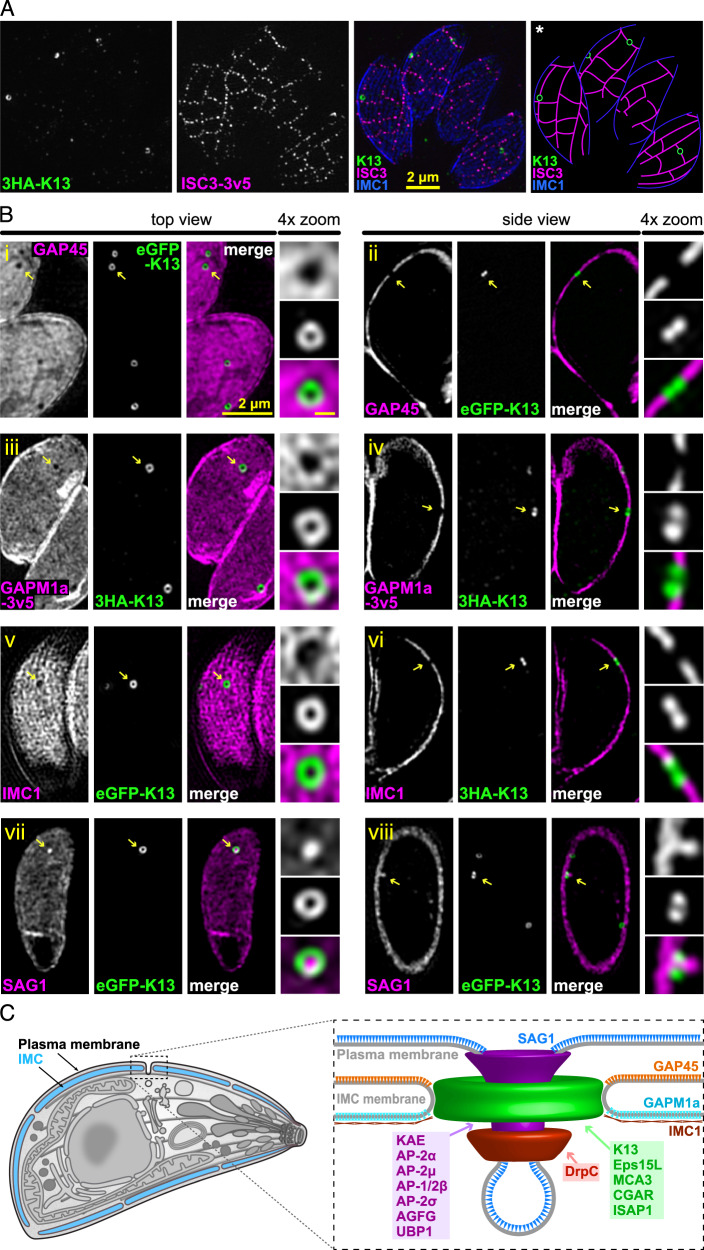 Fig. 3