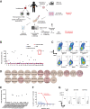 Figure 1. Unbiased neoantigen screening of TILs from patient 4316 identifies TILs/TCR reactive with mutant p53C135Y. A, Diagram depicting the unbiased neoantigen screening for immunogenicity of shared TP53 mutations. B, ELISpot assay measuring IFNγ secretion in TILs. The 24 TIL fragment subcultures from colorectal cancer patient 4316 were screened against the somatic mutations identified in the patient's tumor, including p53C135Y. TIL fragment 22 showing increased IFNγ secretion against TMGs and PPs that included p53C135Y is highlighted in red (n = 1). C, Flow cytometric analysis of cell surface 4–1BB/OX40 expression upon parsing individual reactivities of TIL fragment 22. An irrelevant peptide (KIAA1328K386R) and DMSO (vehicle) as negative controls and PMA/ionomycin as a positive control are included (n = 1). D, Functional determination of MEs for TCR-B by ELISpot measurement of IFN𝛾 secretion. Eighteen candidate MEs predicted to bind patient's class I HLAs were tested. The amino acid sequences of the tested peptides are listed (n = 1). E, Quantification of IFNγ spots from panel (D). F, Functional testing of avidity of TCR-B. Avidity was determined by coculturing TCR-expressing healthy donor PBLs with autologous imDCs pulsed with serially diluted ME6. 4–1BB expression was measured by flow cytometry (n = 1). G, Autologous tumor cell recognition by 4316 TCR-B. The 4316 autologous PDX was established into a cell line and was cocultured with TCR-B–expressing PBLs. 4–1BB upregulation in p53C135Y-TCR+CD8+ cells is shown. The 4247 PDX line with matching HLA but lacking a p53C135Y mutation was included as a negative control. (n = 1) Experiments in (B) to (G) were independently repeated once. seq, sequencing.