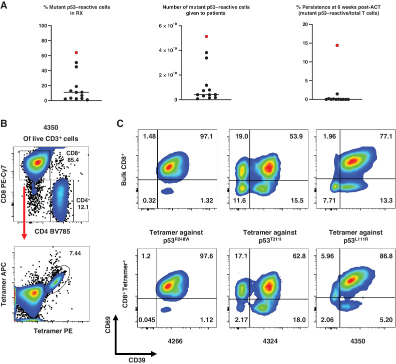 Figure 3. Autologous TIL ACT for the treatment of 12 patients with chemorefractory epithelial cancers. A, Characterization of the infusion products for the 12 autologous TIL ACTs. The ACT sample with genetically engineered PBL for patient 4349 is included for comparison and is marked in red. Bar denotes median. Detailed information is available in Table 2. RX, infusion product. B, Representative tetramer staining analysis by flow cytometry. Following positive gating of live CD3+ cells of patient 4350’s infusion product TILs, CD4, and CD8 gating (top) and tetramer staining of CD8+ cells (bottom) are presented. C, Phenotypic analysis of antigen-specific or bulk CD8+ T cells from the infusion products for patients 4266, 4324, and 4350 by flow cytometry. Expression of CD39 and CD69 in Bulk CD8+ T cells (CD3+CD8+; top) or tetramer-stained cells (CD3+CD8+Tetramer+; bottom) are shown. Due to sample limitations, A–D were not independently repeated.