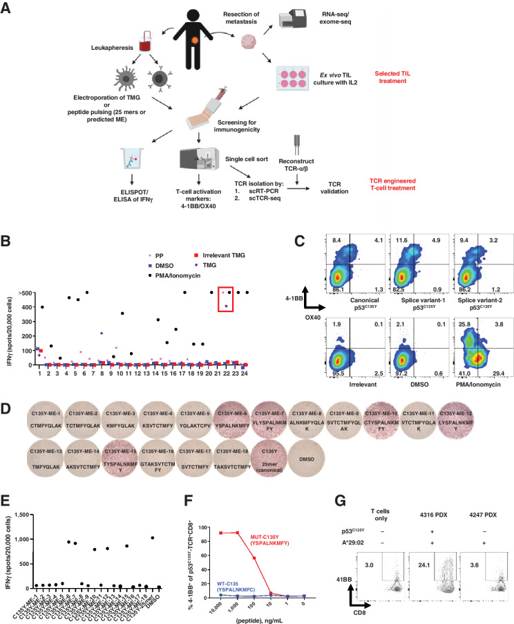 Figure 1. Unbiased neoantigen screening of TILs from patient 4316 identifies TILs/TCR reactive with mutant p53C135Y. A, Diagram depicting the unbiased neoantigen screening for immunogenicity of shared TP53 mutations. B, ELISpot assay measuring IFNγ secretion in TILs. The 24 TIL fragment subcultures from colorectal cancer patient 4316 were screened against the somatic mutations identified in the patient's tumor, including p53C135Y. TIL fragment 22 showing increased IFNγ secretion against TMGs and PPs that included p53C135Y is highlighted in red (n = 1). C, Flow cytometric analysis of cell surface 4–1BB/OX40 expression upon parsing individual reactivities of TIL fragment 22. An irrelevant peptide (KIAA1328K386R) and DMSO (vehicle) as negative controls and PMA/ionomycin as a positive control are included (n = 1). D, Functional determination of MEs for TCR-B by ELISpot measurement of IFN𝛾 secretion. Eighteen candidate MEs predicted to bind patient's class I HLAs were tested. The amino acid sequences of the tested peptides are listed (n = 1). E, Quantification of IFNγ spots from panel (D). F, Functional testing of avidity of TCR-B. Avidity was determined by coculturing TCR-expressing healthy donor PBLs with autologous imDCs pulsed with serially diluted ME6. 4–1BB expression was measured by flow cytometry (n = 1). G, Autologous tumor cell recognition by 4316 TCR-B. The 4316 autologous PDX was established into a cell line and was cocultured with TCR-B–expressing PBLs. 4–1BB upregulation in p53C135Y-TCR+CD8+ cells is shown. The 4247 PDX line with matching HLA but lacking a p53C135Y mutation was included as a negative control. (n = 1) Experiments in (B) to (G) were independently repeated once. seq, sequencing.