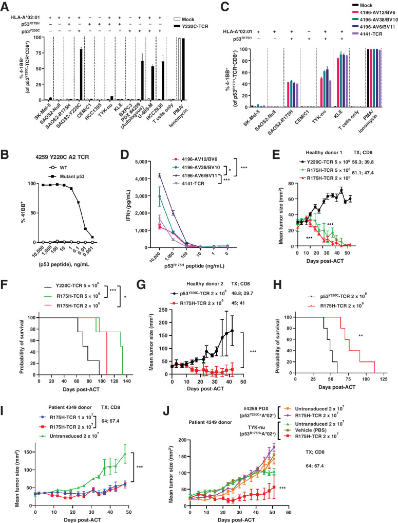 Figure 2. Characterization of mutant p53–reactive TCRs. A, Tumor-cell recognition by p53Y220C-TCR (Y220C-TCR). Y220C-TCR was expressed in healthy donor PBLs and was tested against a panel of tumor cell lines with different TP53 mutations and HLAs. Following coculture with tumor cell lines, cell surface upregulation of 4–1BB on the T cells was measured by flow cytometry. Mock transduced T cells were included as a negative control (mean ± SEM, n = 3). B, Titration curve showing the avidity of Y220C-TCR against the WT and mutant Y220C ME. 4–1BB upregulation in healthy donor PBL transduced with Y220C-TCR following coculture with A*02:01+ T2 cells pulsed with the serially diluted ME was measured by flow cytometry (n = 1). C, Comparison of 4 HLA-A*02:01-restricted TCRs targeting p53R175H based on tumor cell reactivity. 4–1BB upregulation in p53R175H-TCR+CD8+ cells was measured by flow cytometry (mean ± SEM, n = 2). D, Titration curves for 4 TCRs targeting p53R175H. HLA-A*02:01+ T2 cells were pulsed with the serially diluted p53R175H ME and cocultured with TCR-transduced T cells. IFNγ secretion was measured by ELISA (mean ± SEM, n = 3). Statistical analysis by two-way ANOVA. Preclinical ACT of NSG mice bearing TYK-nu cancer cells using the R175H-TCR (4196-AV6/BV11)-engineered human PBL. Tumor size was calculated as the product of two perpendicular measurements. Tumor measurement was discontinued when the first mouse was euthanized [mean ± SEM, n = 4 (E and F), 5 (G, H, and J), and 10 (I)]. Donor information, transduction efficiency (TX; %), and CD8+ cell frequency (%) are given. E and G, Tumor growth following ACT of two different healthy donor PBLs transduced with the R175H-TCR or the irrelevant Y220C-TCR. I and J, Tumor growth following ACT of patient 4349’s PBL (1 or 2 × 107 cells) transduced with the R175H-TCR or untransduced (2 × 107 cells). J, Mice injected with either TYK-nu cells or the control 4259 PDX cells were treated with untransduced T cells, R175H-TCR–engineered T cells, or vehicle (PBS). Statistical analyses by two-way ANOVA (D, E, G, I, J) and by log-rank tests (F and H). *, P < 0.05; **, P < 0.01; ***, P < 0.001. A–D were independently repeated at least once.