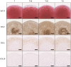 Fig. 3.